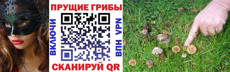 Галлюциногенные грибы мухоморы  купить наркотик  Котлас 